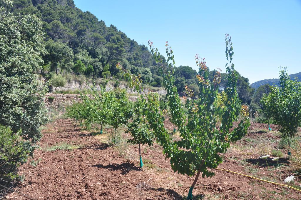 Sa Campaneta Agroturismo Puigpunyent  Buitenkant foto