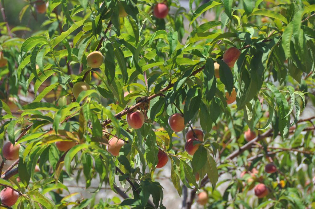 Sa Campaneta Agroturismo Puigpunyent  Buitenkant foto
