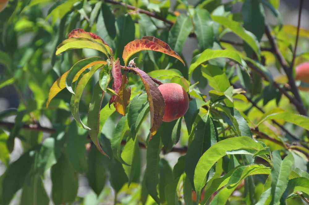 Sa Campaneta Agroturismo Puigpunyent  Buitenkant foto